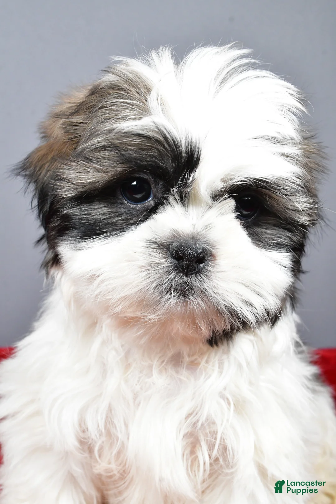 Shih Tzu dogs for sale: Neal - Ad 7