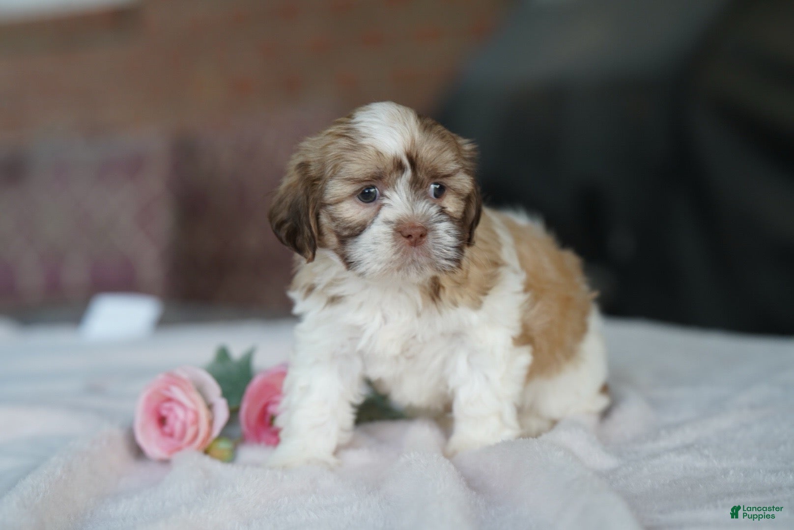 Shih Tzu dogs Female- Sage - Ad 1