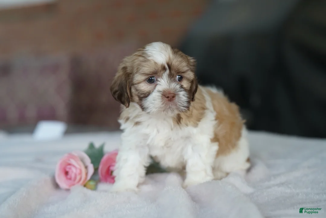 Shih Tzu dogs for sale: Female- Sage - Ad 1