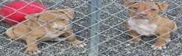 American Pit Bull Terrier dogs for sale: Blanca  - Ad 5