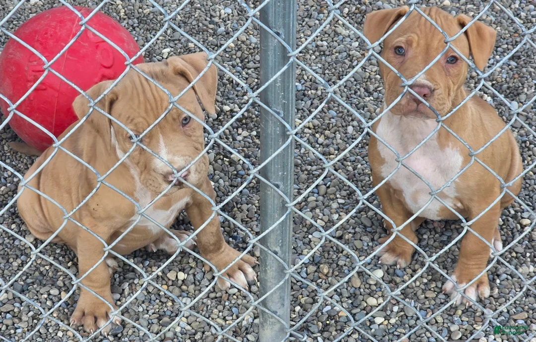 American Pit Bull Terrier dogs for sale: Blanca  - Ad 5