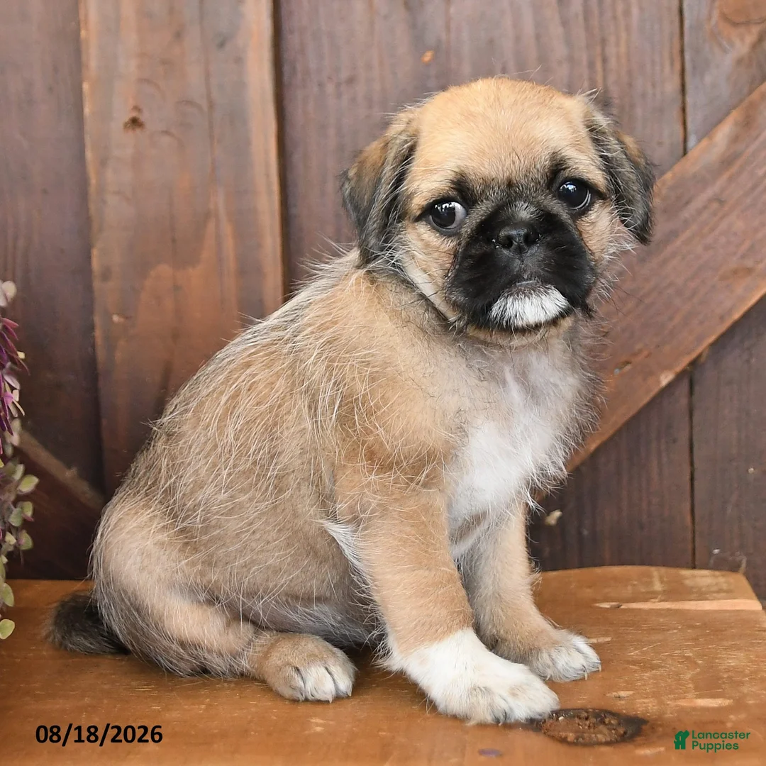 Mixed Breed dogs for sale: Lucy - Ad 2