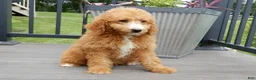 Mini Goldendoodle dogs for sale: Douglas - Ad 5