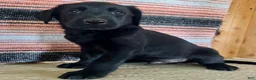 Labrador Retriever dogs for sale: Ricky  - Ad 3