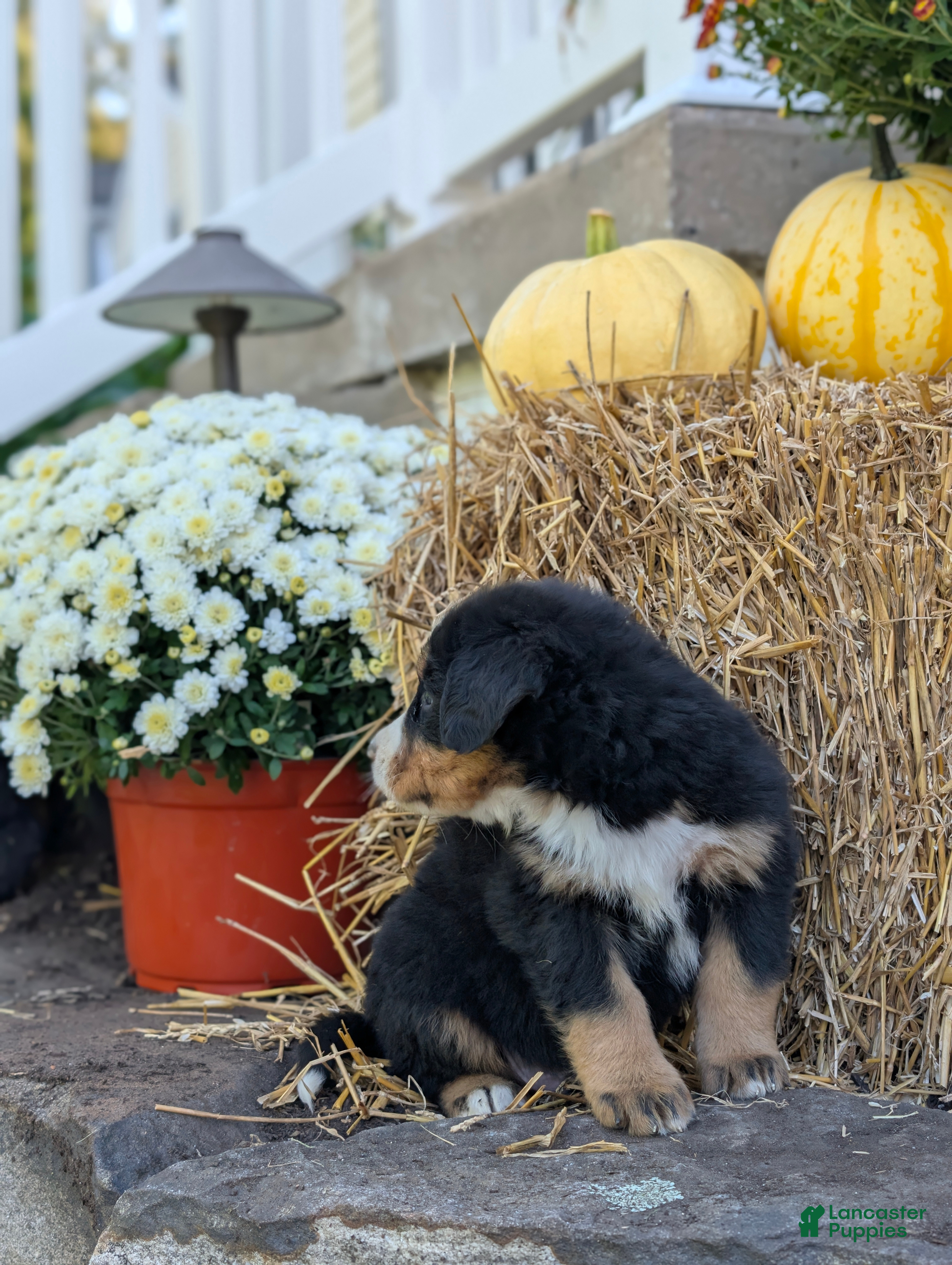 Bernese Mountain Dog dogs Bernese Mountain Dog 8 - Ad 1