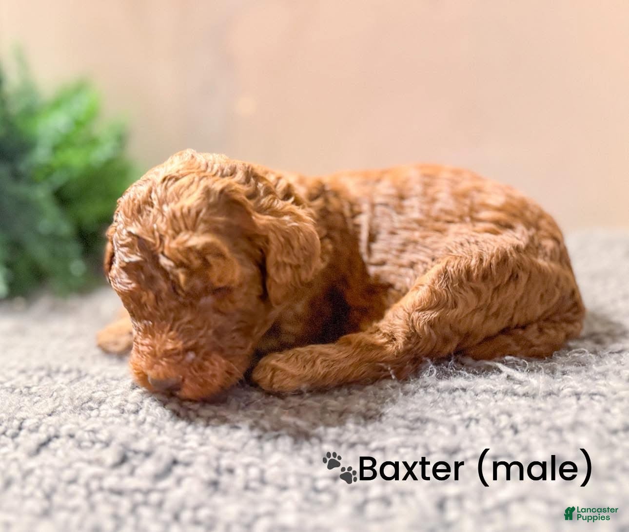 Goldendoodle dogs Goldendoodle Puppy 8 - Ad 41