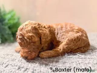 Goldendoodle dogs Goldendoodle Puppy 8 - Ad 41