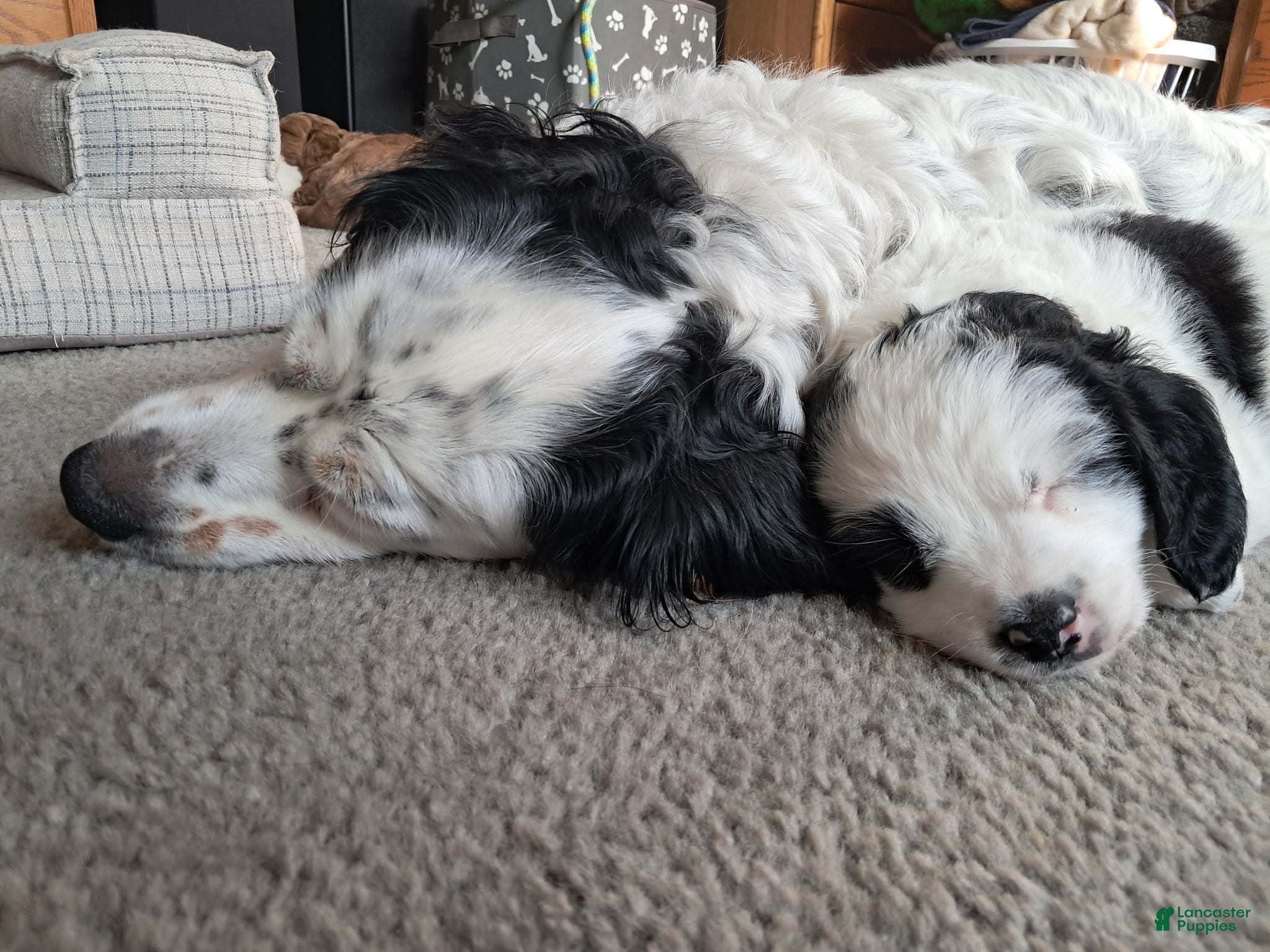 Double Doodle dogs Winnie - Ad 1