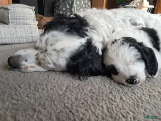 Double Doodle dogs for sale: Winnie - Ad 2