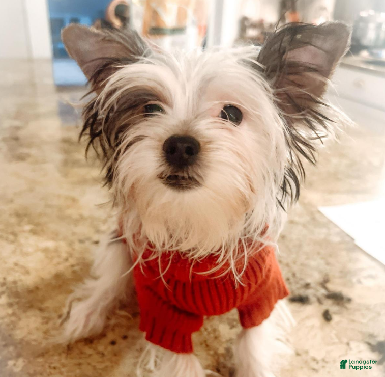 Biewer Terrier dogs Marshmallow - Ad 2