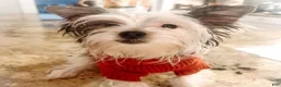Biewer Terrier dogs for sale: Marshmallow - Ad 2