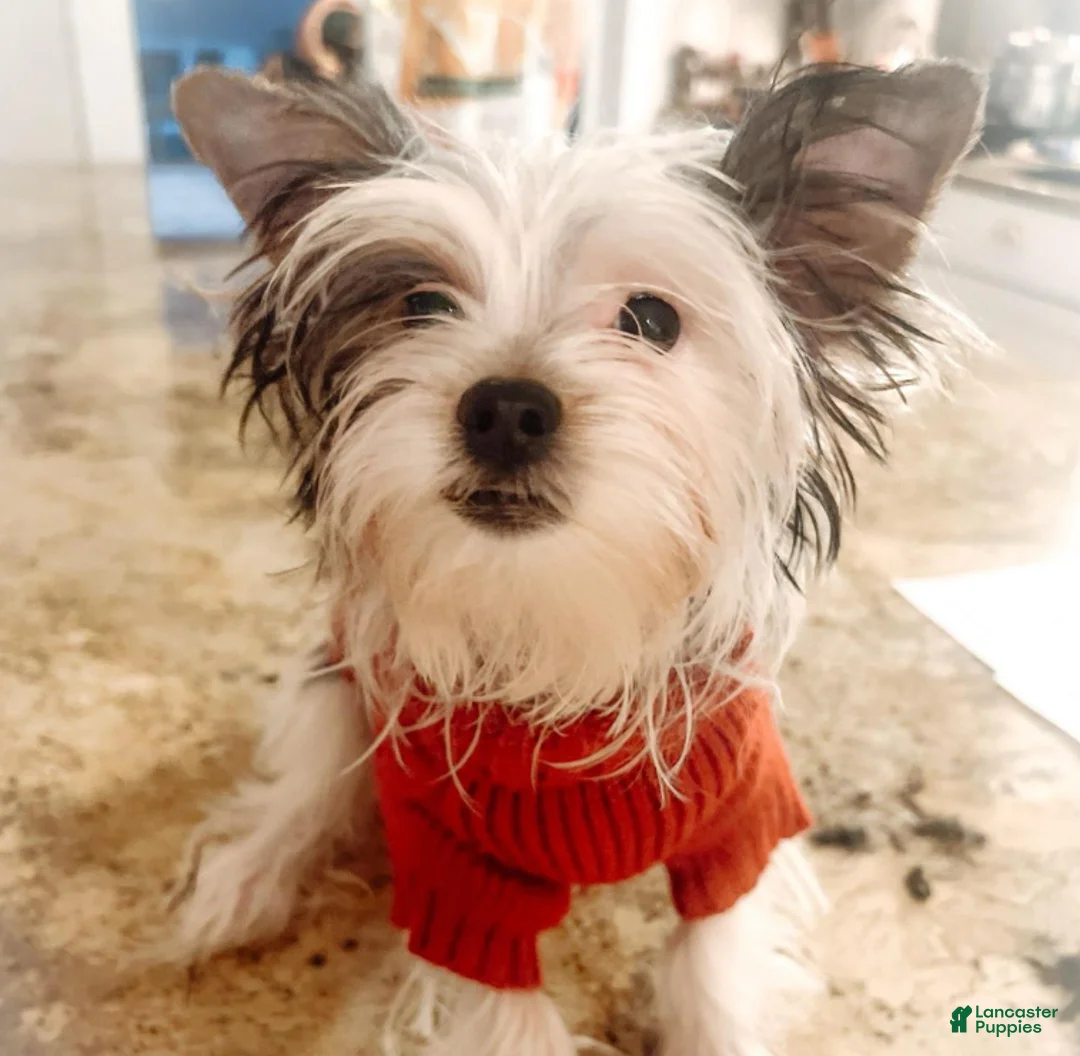 Biewer Terrier dogs for sale: Marshmallow - Ad 2