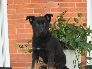 German Shepherd dogs Minnie - Ad 3