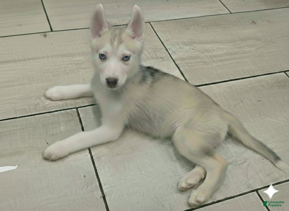 Gerberian Shepsky dogs Yuki - Ad 1