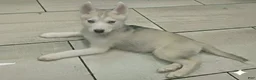 Gerberian Shepsky dogs for sale: Yuki - Ad 1