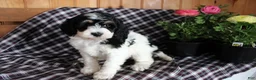 Bernedoodle dogs for sale: Daffy - Ad 5