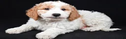 Mini Goldendoodle dogs for sale: Logan - Ad 1