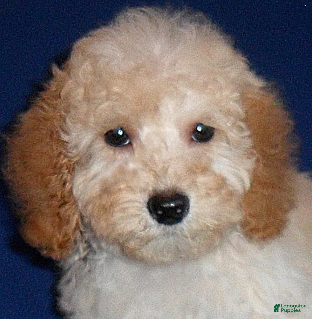 Shihpoo dogs for sale: Nugget - Ad 5