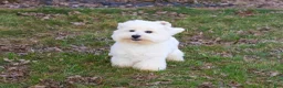 West Highland Terrier dogs for sale: Wren - Ad 3