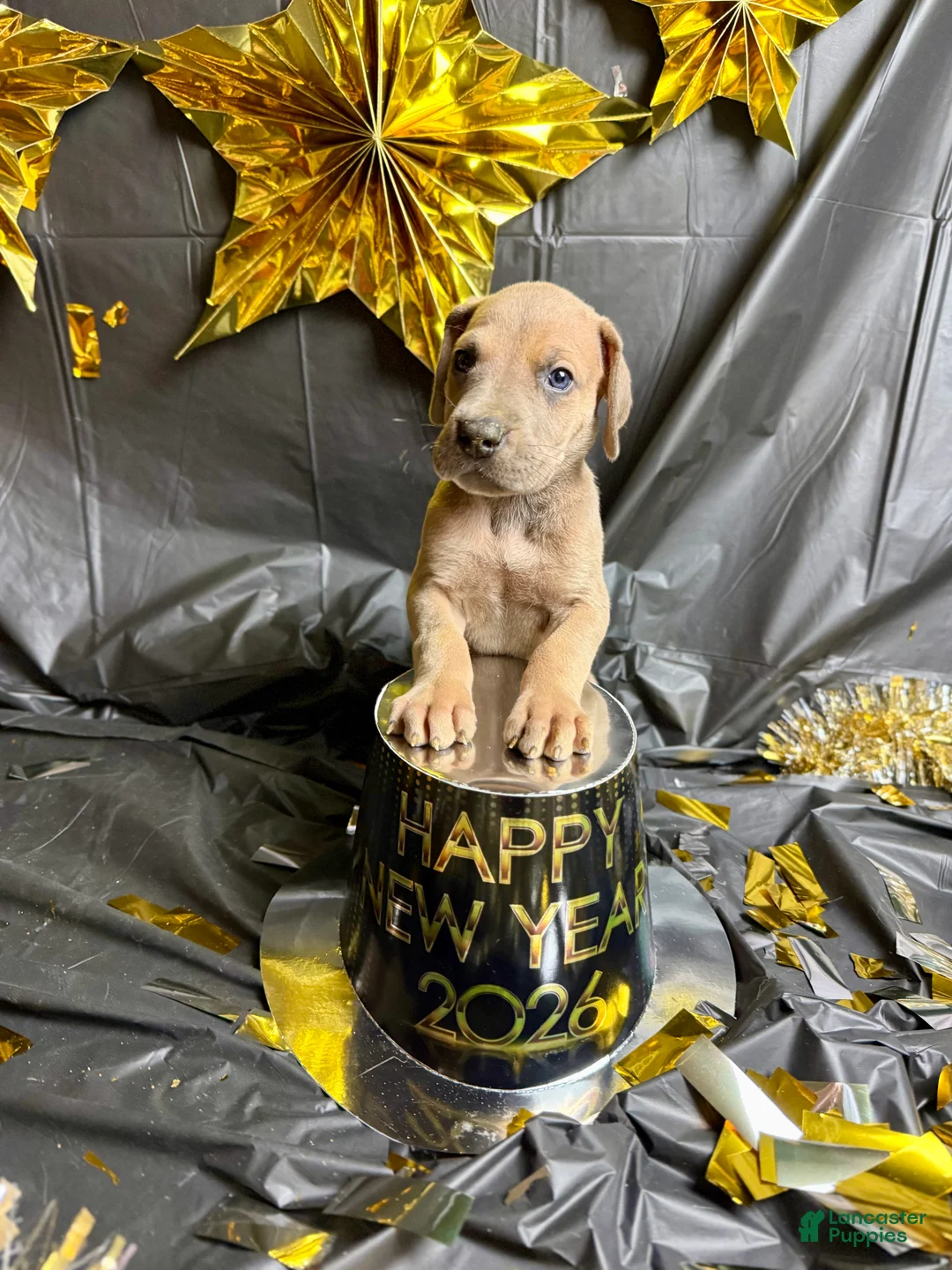 Great Dane dogs for sale: Blue fawn (Heavy Euro) - Ad 11