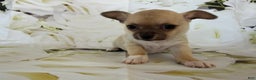 Chihuahua dogs for sale: Cody - Ad 4