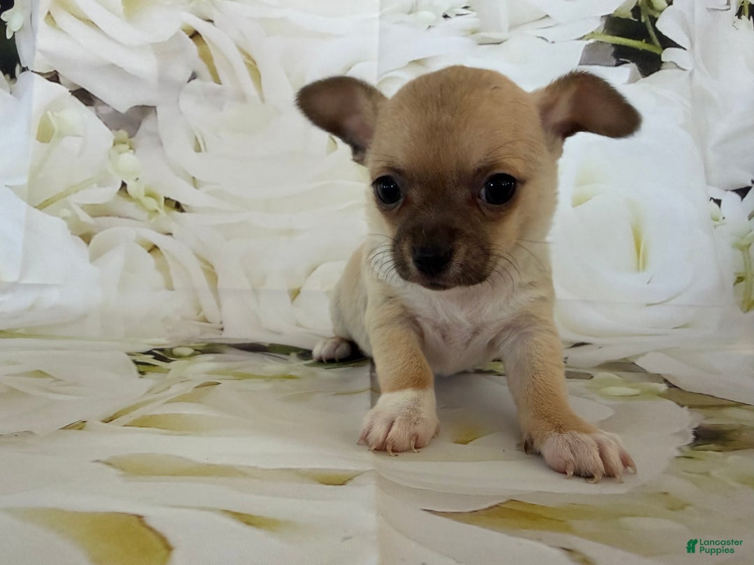 Chihuahua dogs for sale: Cody - Ad 4