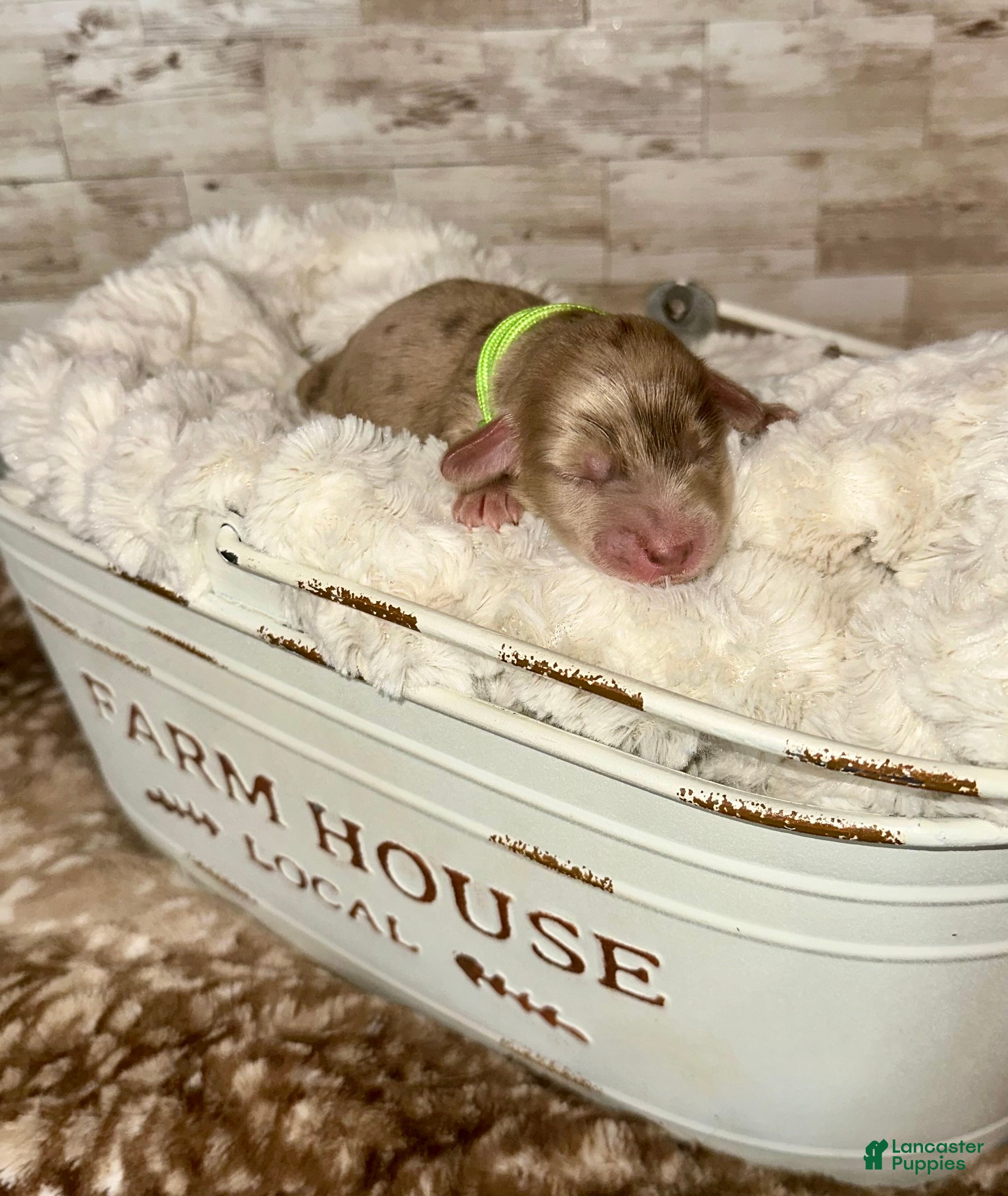 Miniature Dachshund dogs Alder - Ad 32