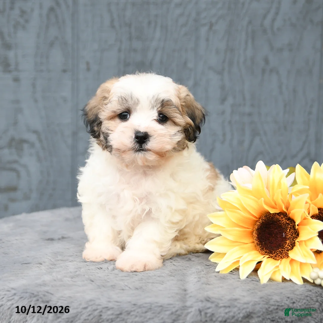 Teddy Bear dogs for sale: Cocoa - Ad 3