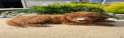 Cavapoo dogs for sale: Buddy - Ad 12