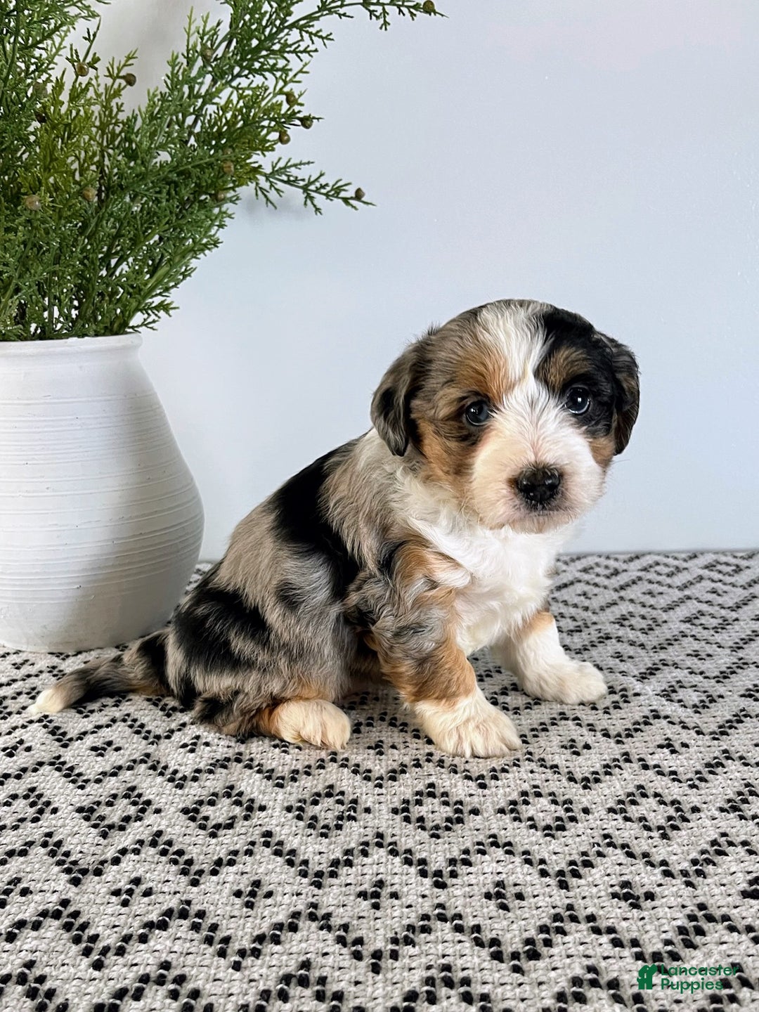 Mini Aussiedoodle dogs for sale: Marley - Ad 4