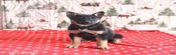 German Shepherd dogs for sale: Clover - Ad 1