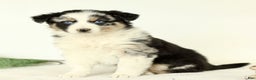 Australian Shepherd dogs for sale: Gladys  - Ad 1