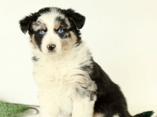 Australian Shepherd dogs Gladys - Ad 21