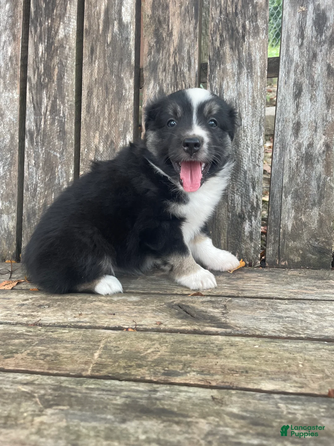 Miniature Australian Shepherd dogs for sale: Miniature Australian Shepherd 3 - Ad 2