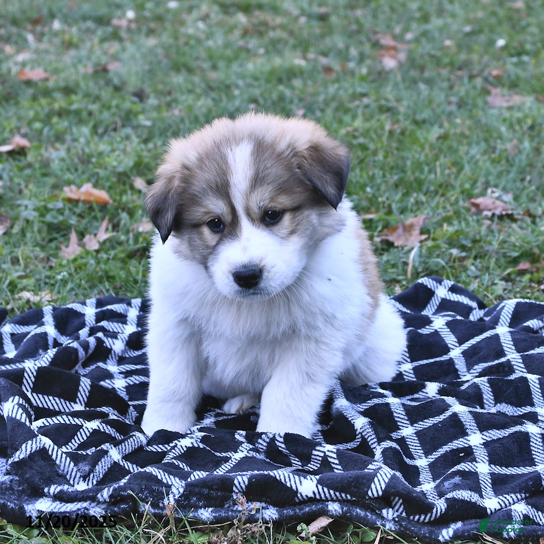 Great Pyrenees dogs for sale: Ashton - Ad 8