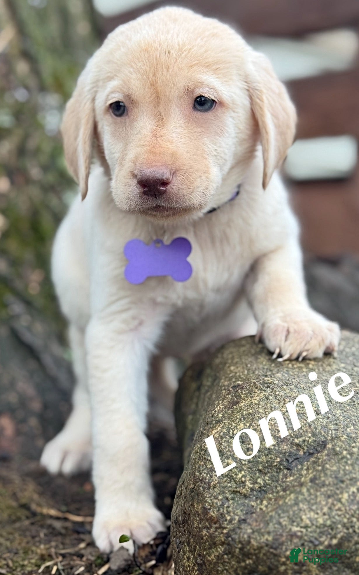 Labrador Retriever dogs Labrador Retriever Puppy 1 - Ad 28