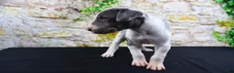 Great Dane dogs for sale: Cujo - Ad 24