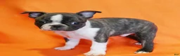 Boston Terrier dogs for sale: Rascal - Ad 3