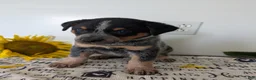 Australian Cattle Dog dogs for sale: Rosalie  - Ad 9