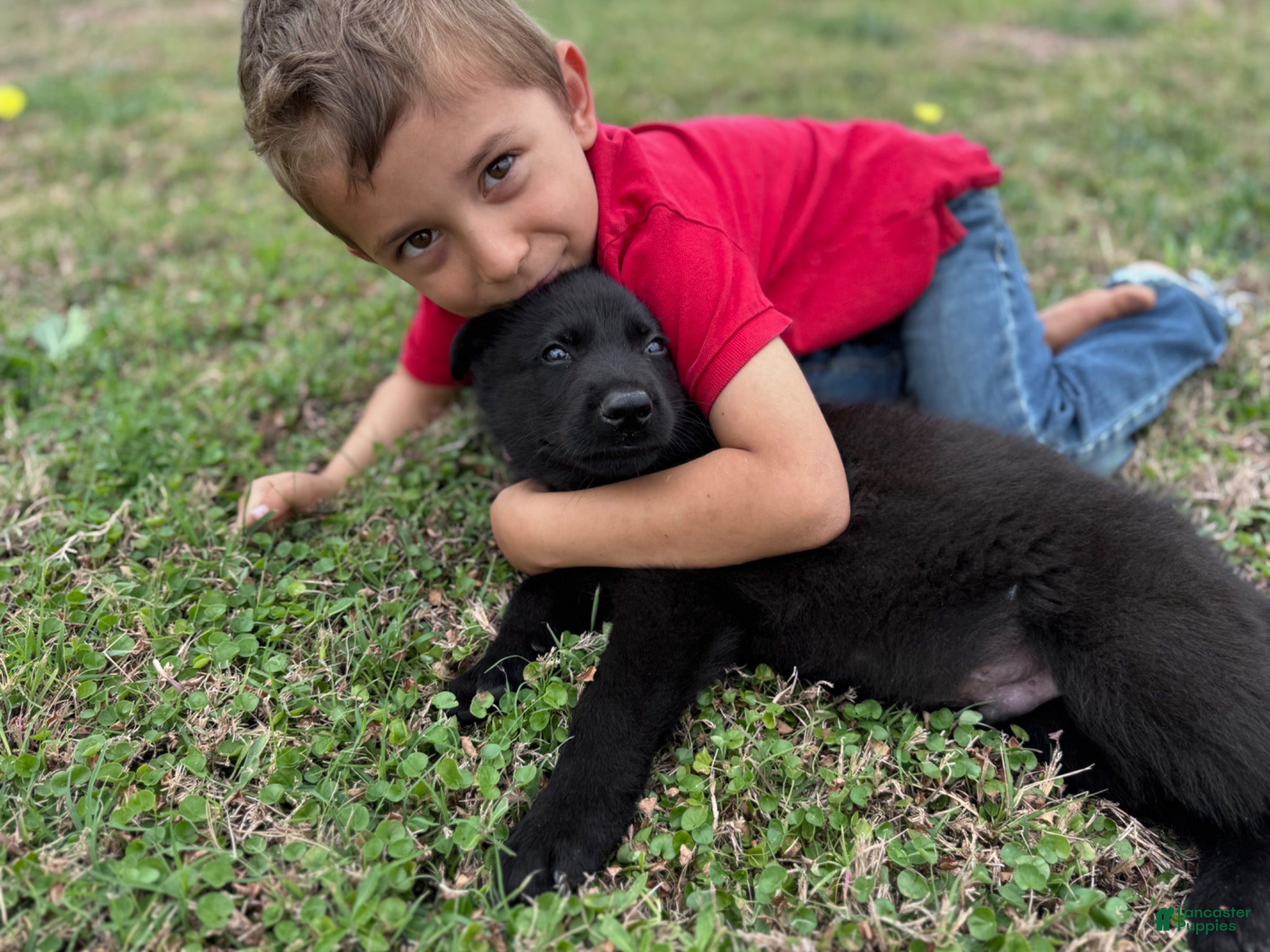 German Shepherd dogs  Puppy 1 - Ad 2