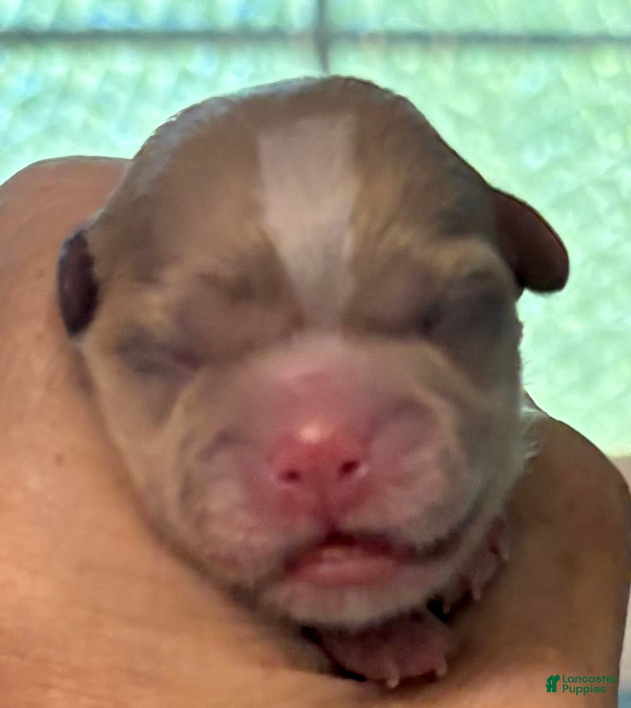 Shih Tzu dogs Shih Tzu Puppy 1 - Ad 16