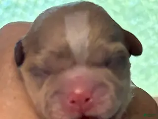 Shih Tzu dogs Shih Tzu Puppy 1 - Ad 16