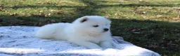 Samoyed dogs for sale: Samoyed Puppy 4 - Ad 3