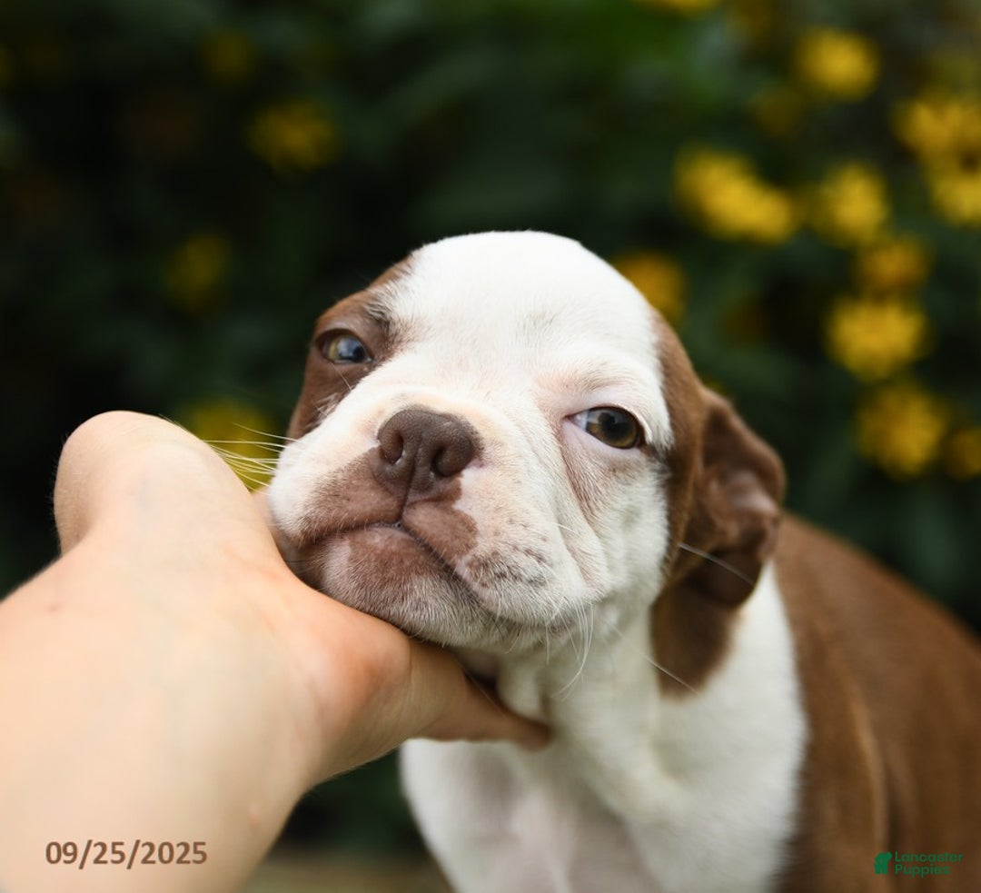Boston Terrier dogs for sale: Marshmallow - Ad 4