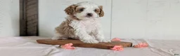 Cavapoo dogs for sale: Rocco - Ad 8