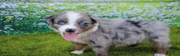 Australian Shepherd dogs for sale: Loki - Ad 6