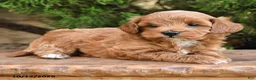 Cavapoo dogs for sale: Timmy - Ad 2