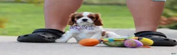 Cavalier King Charles Spaniel dogs for sale: Alec - Ad 1