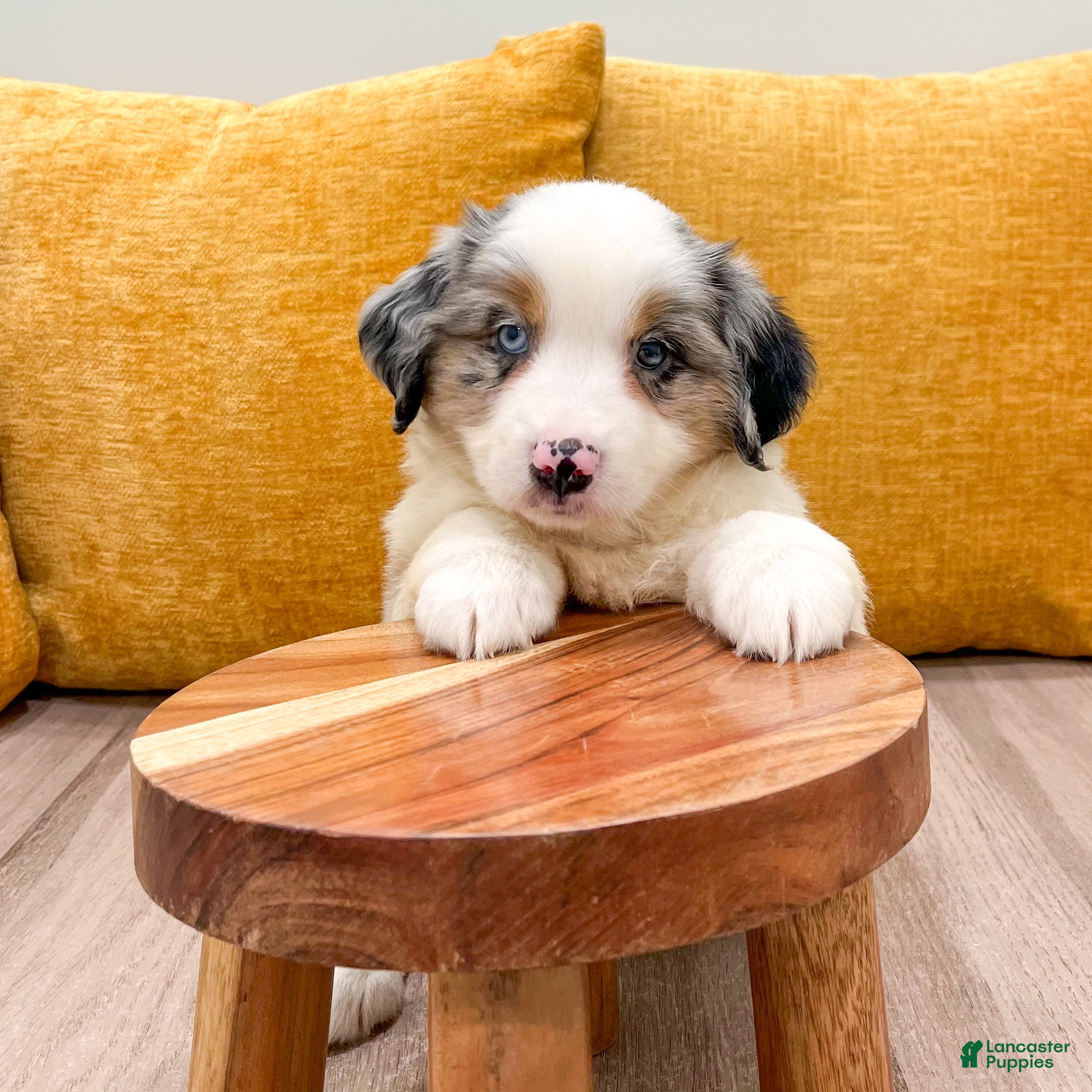 Miniature Australian Shepherd dogs Blaze - Ad 2