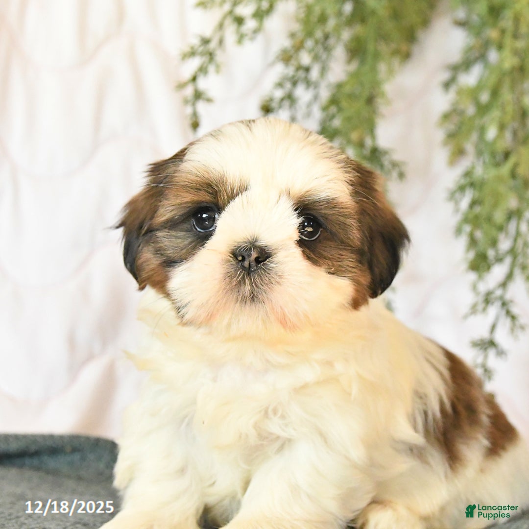 Shih Tzu dogs for sale: Charm  - Ad 3